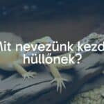 A friendly beginner reptile (like a bearded dragon or leopard gecko) in a terrarium setup, warm lighting, natural environment, realistic, calm and inviting atmosphere.