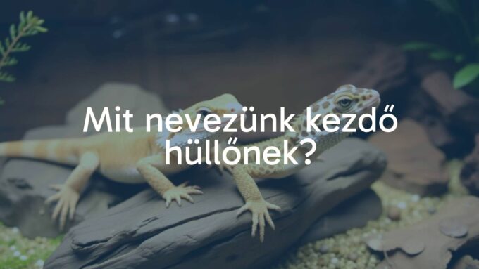 A friendly beginner reptile (like a bearded dragon or leopard gecko) in a terrarium setup, warm lighting, natural environment, realistic, calm and inviting atmosphere.