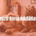 A happy elderly dog and cat sitting together in a cozy home, warm lighting, realistic.