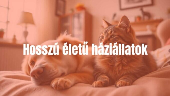 A happy elderly dog and cat sitting together in a cozy home, warm lighting, realistic.