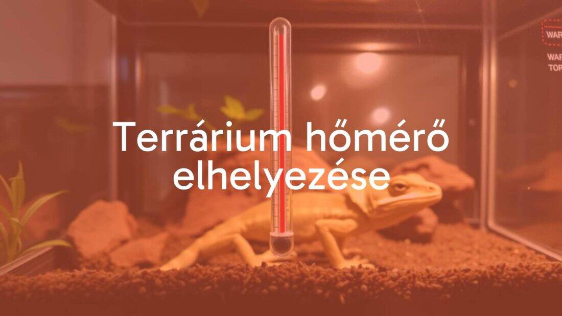 A terrarium with a thermometer placed inside, showing warm and cool zones, featuring a reptile or chameleon, naturalistic lighting, realistic.