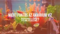 An aquarium with colorful fish, a water testing kit nearby, clear water, vibrant aquatic plants, realistic.