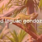 A majestic green iguana perched on a tree branch in a lush tropical terrarium, natural daylight, detailed scales, vibrant green color, realistic.