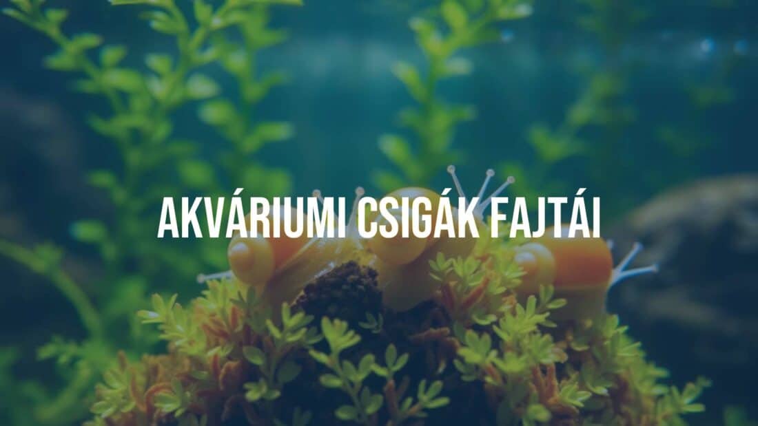 Colorful aquarium snails on aquatic plants, clean water tank, natural light, realistic.