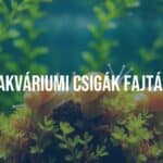 Colorful aquarium snails on aquatic plants, clean water tank, natural light, realistic.