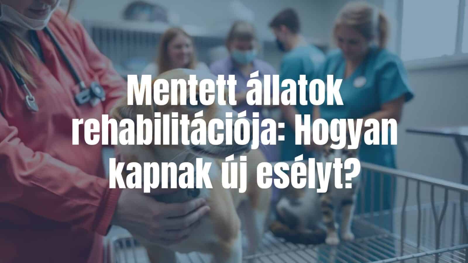 A rescued dog and cat receiving care in a rehabilitation center, surrounded by compassionate veterinarians and volunteers, warm and hopeful atmosphere, realistic.