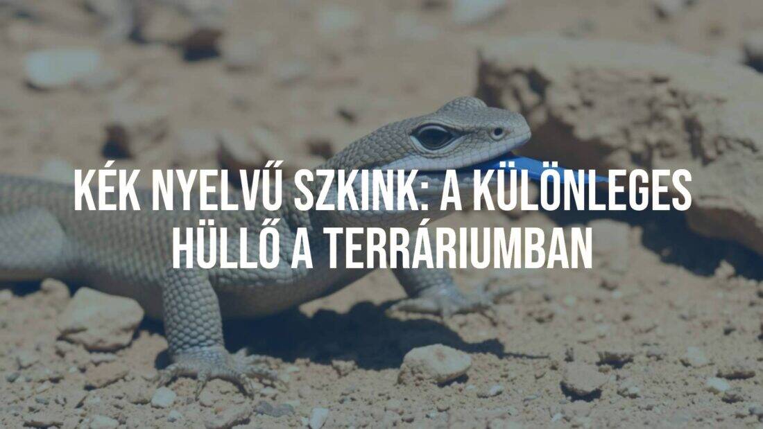 Blue-tongued skink (Tiliqua scincoides) with vivid blue tongue extended, basking on a dry rocky terrain under warm sunlight, realistic and detailed.