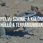 Blue-tongued skink (Tiliqua scincoides) with vivid blue tongue extended, basking on a dry rocky terrain under warm sunlight, realistic and detailed.