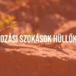 A group of reptiles basking in the sun on a rock, warm sunlight, natural habitat, realistic.