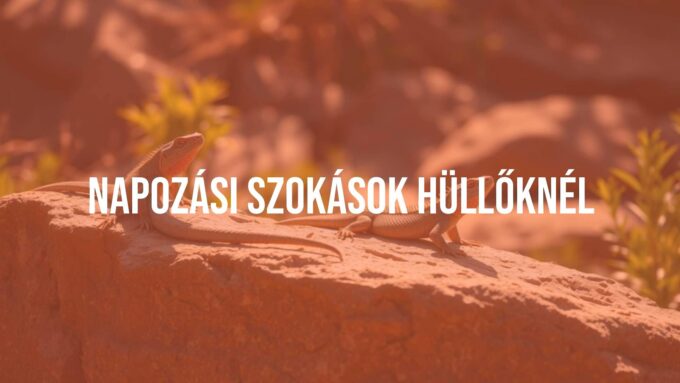 A group of reptiles basking in the sun on a rock, warm sunlight, natural habitat, realistic.