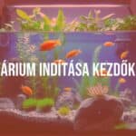 A beginner setting up a colorful aquarium, tropical fish and aquatic plants, clear water, cozy home environment, realistic.