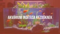 A beginner setting up a colorful aquarium, tropical fish and aquatic plants, clear water, cozy home environment, realistic.