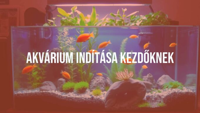 A beginner setting up a colorful aquarium, tropical fish and aquatic plants, clear water, cozy home environment, realistic.