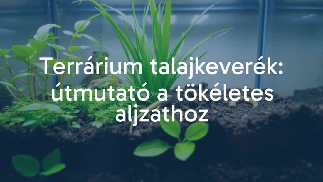 A lush terrarium with layered soil mixture, vibrant green plants, and a small reptile, natural lighting, realistic.