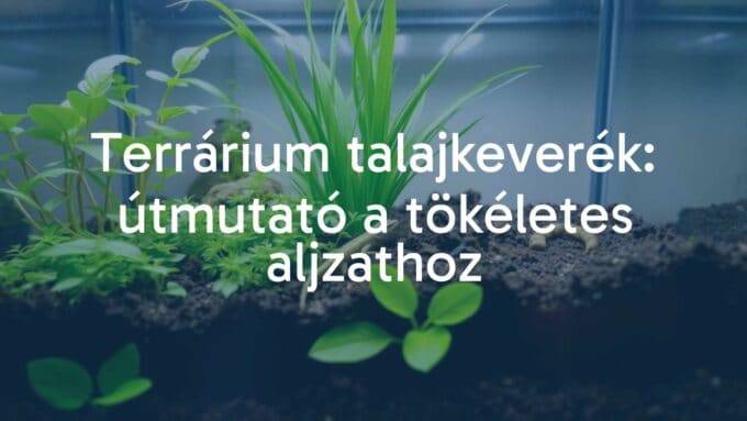 A lush terrarium with layered soil mixture, vibrant green plants, and a small reptile, natural lighting, realistic.