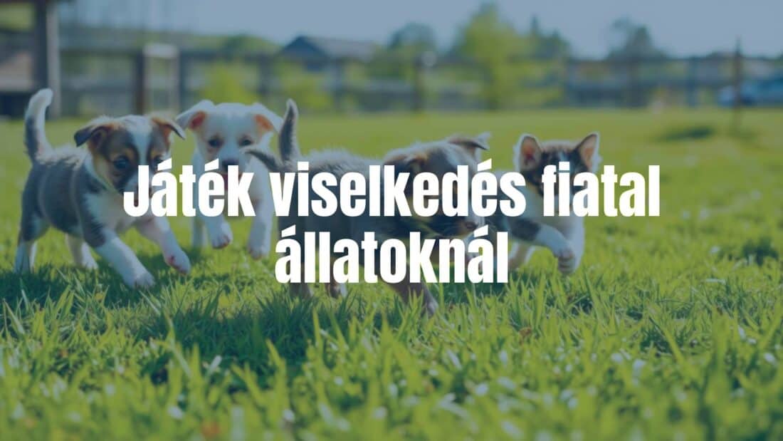 Playful young animals in a natural setting, puppies and kittens chasing each other, vibrant green grass, bright sunlight, joyful and energetic atmosphere, realistic.