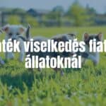 Playful young animals in a natural setting, puppies and kittens chasing each other, vibrant green grass, bright sunlight, joyful and energetic atmosphere, realistic.