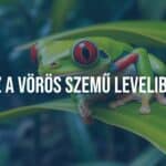 Red-eyed tree frog (Agalychnis callidryas) on a tropical leaf, striking red eyes, vibrant green body, blue and white stripes on sides, realistic, rainforest background.