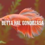 A vibrant Betta fish with flowing fins, underwater, aquarium plants, realistic.