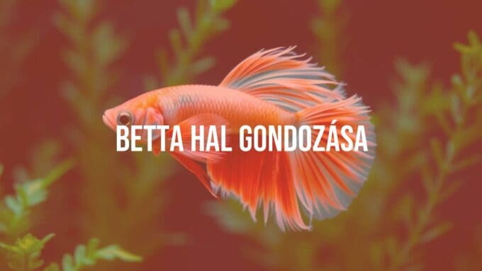A vibrant Betta fish with flowing fins, underwater, aquarium plants, realistic.