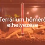 A terrarium with a thermometer placed inside, showing warm and cool zones, featuring a reptile or chameleon, naturalistic lighting, realistic.