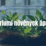 A beautiful glass terrarium with lush green plants inside, placed on a wooden table, natural sunlight filtering through, creating a serene and calming atmosphere, realistic.