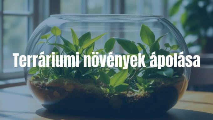 A beautiful glass terrarium with lush green plants inside, placed on a wooden table, natural sunlight filtering through, creating a serene and calming atmosphere, realistic.