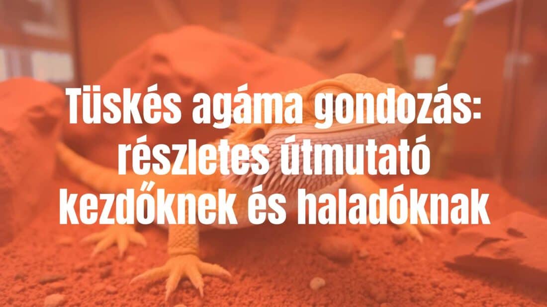 A bearded dragon (Pogona vitticeps) in a terrarium, realistic, friendly expression, detailed scales, warm desert-like lighting.