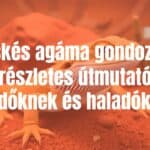 A bearded dragon (Pogona vitticeps) in a terrarium, realistic, friendly expression, detailed scales, warm desert-like lighting.