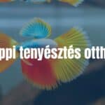 Colorful guppy fish swimming in a home aquarium, vibrant colors, playful movement, realistic.