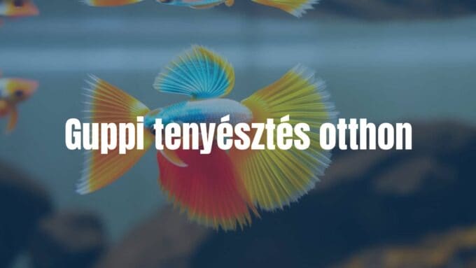 Colorful guppy fish swimming in a home aquarium, vibrant colors, playful movement, realistic.