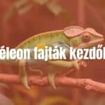 Colorful chameleon on a branch, vibrant green and blue hues, natural habitat, realistic.