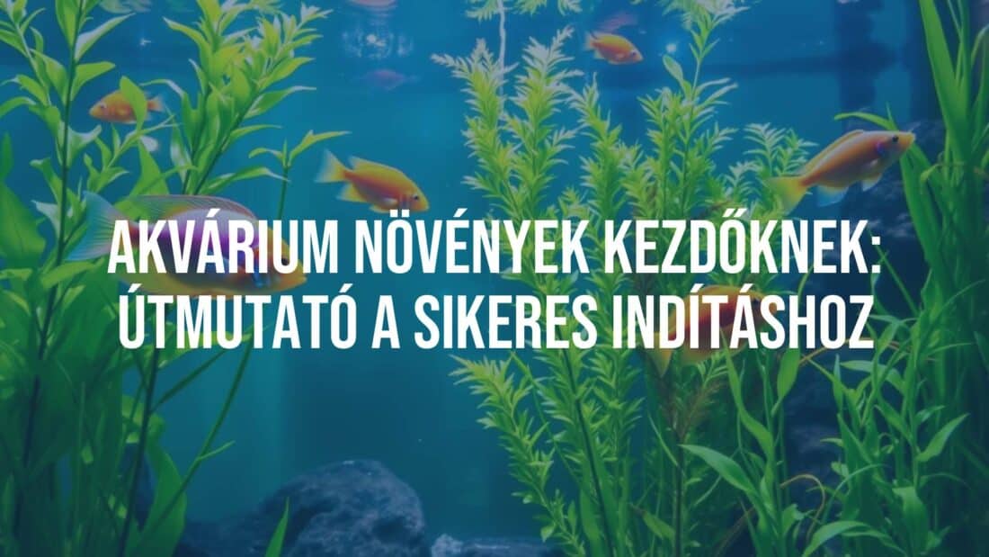 A vibrant freshwater aquarium with lush green aquatic plants, colorful fish swimming among them, natural lighting, peaceful underwater scene, realistic.