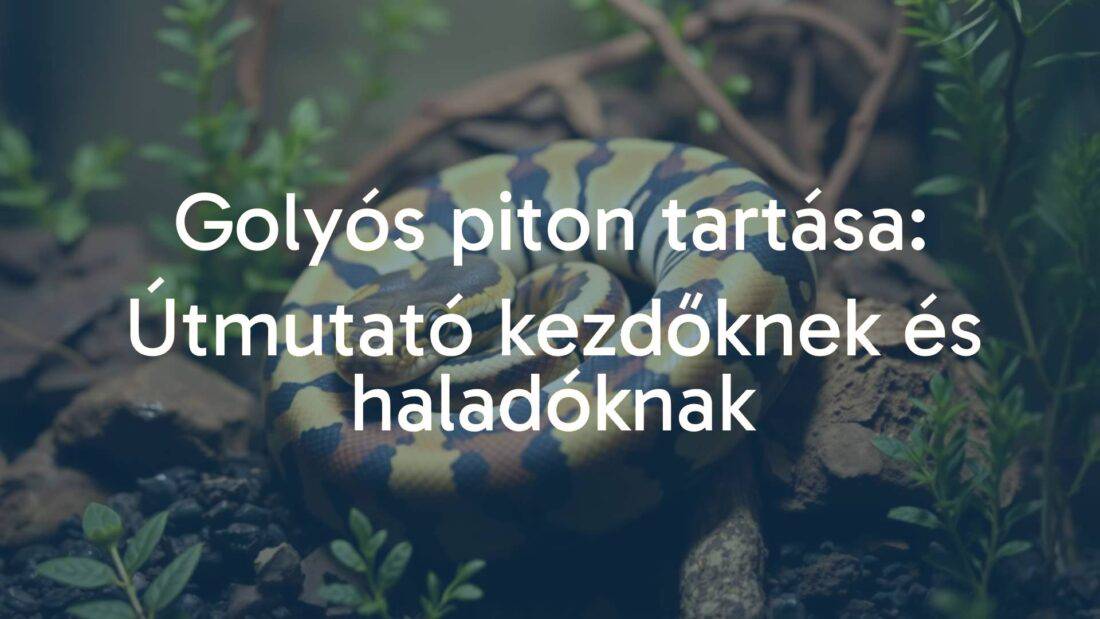 A ball python coiled in a terrarium, natural habitat, warm lighting, realistic.