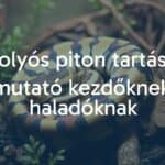 A ball python coiled in a terrarium, natural habitat, warm lighting, realistic.