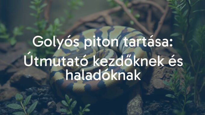 A ball python coiled in a terrarium, natural habitat, warm lighting, realistic.