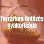 A small glass terrarium with lush green plants, misty interior, natural light, realistic.