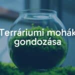 A lush green moss terrarium in a glass container, indirect sunlight, vibrant colors, serene and natural, realistic.