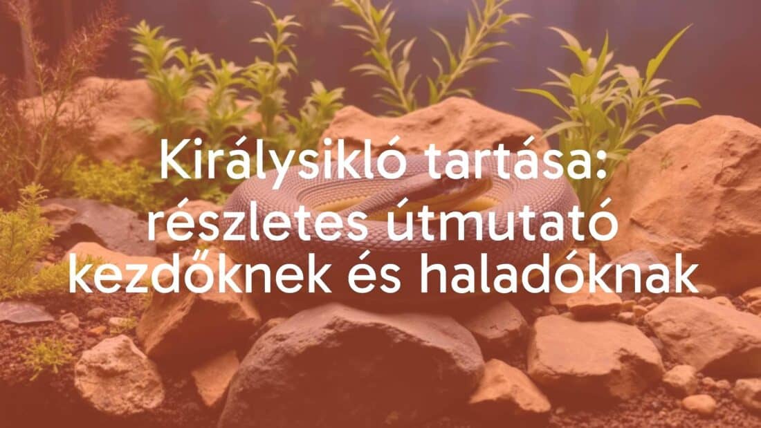 A king snake coiled in a terrarium, natural habitat setup with plants and rocks, realistic lighting, detailed scales.