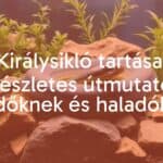 A king snake coiled in a terrarium, natural habitat setup with plants and rocks, realistic lighting, detailed scales.