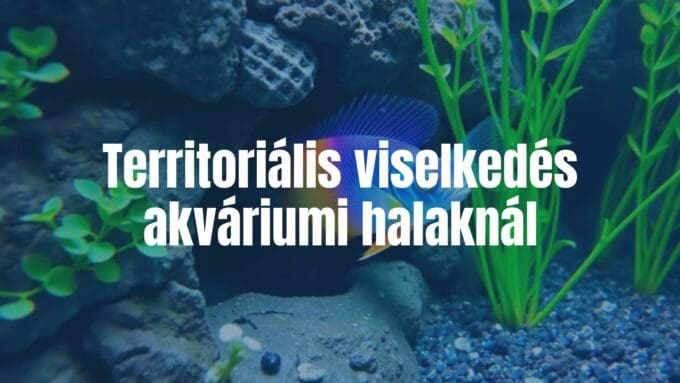 Colorful aquarium fish defending territory, underwater scene with plants and rocks, realistic.