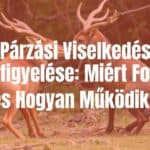 Two animals courting in a natural habitat, detailed observation, scientific mood, realistic.