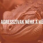 Aggressive reptile, hissing snake or angry lizard, natural habitat, detailed scales, intense close-up, realistic.