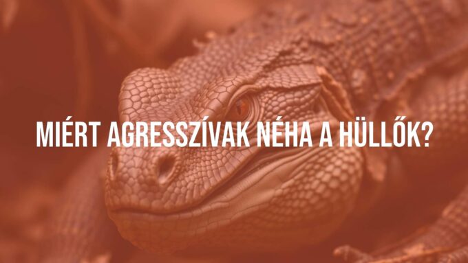 Aggressive reptile, hissing snake or angry lizard, natural habitat, detailed scales, intense close-up, realistic.