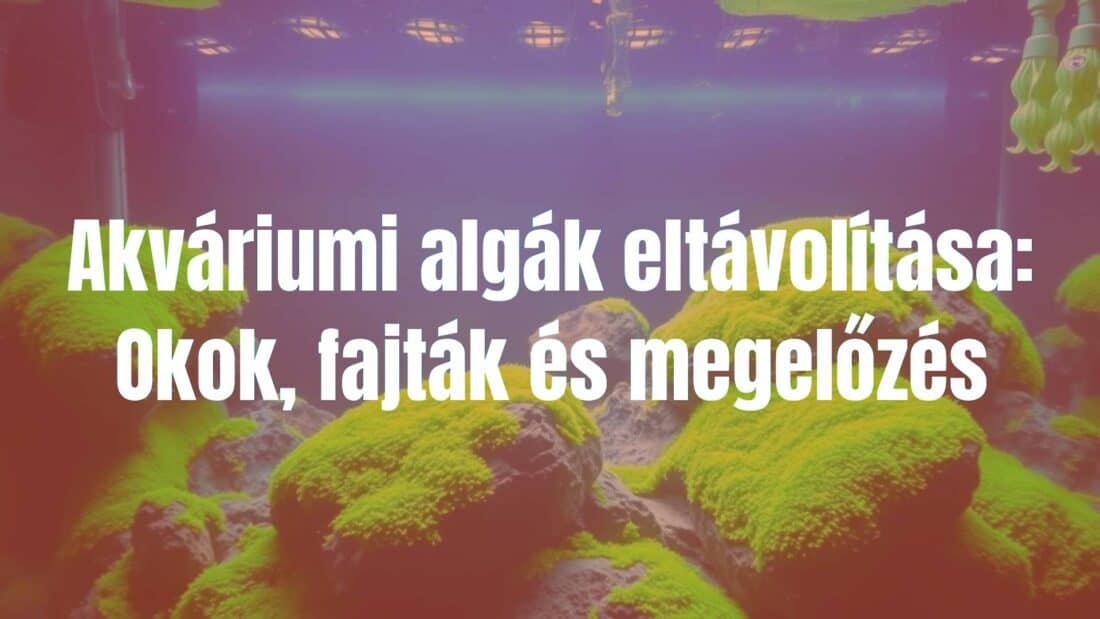 A freshwater aquarium with green algae growth on rocks and glass, realistic lighting, focus on water clarity and algae details.