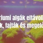 A freshwater aquarium with green algae growth on rocks and glass, realistic lighting, focus on water clarity and algae details.