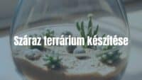 A small desert terrarium with cacti and succulents in a glass container, dry sand base, natural sunlight, minimalist, realistic.