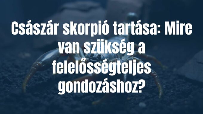 Emperor scorpion in a terrarium, dark environment, detailed close-up, realistic, focus on the scorpion's large size and calm demeanor.