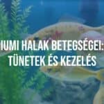 Sick fish in an aquarium, visible symptoms, clean water with plants, realistic.