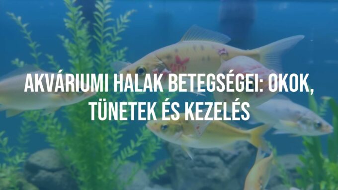 Sick fish in an aquarium, visible symptoms, clean water with plants, realistic.